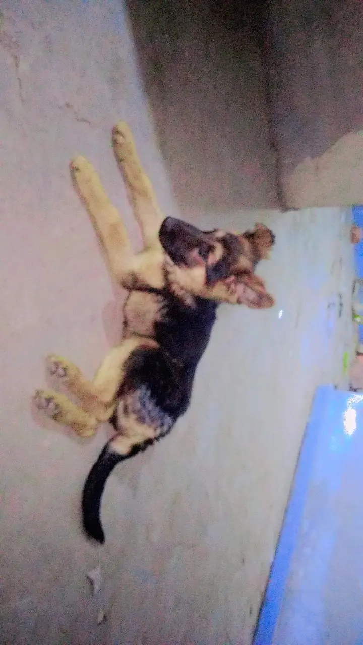 german shepherd dog price only 30k — photo 2