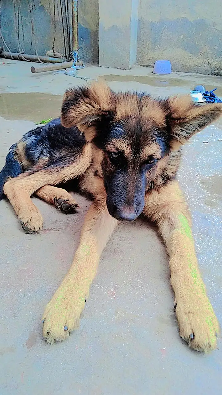 german shepherd dog price only 30k — photo 3
