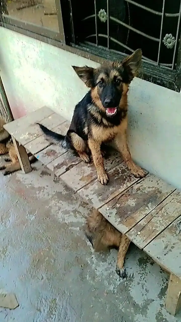 german shepherd dog price only 30k — photo 4