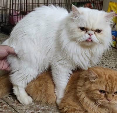kindly read a description piki long coat male for mating