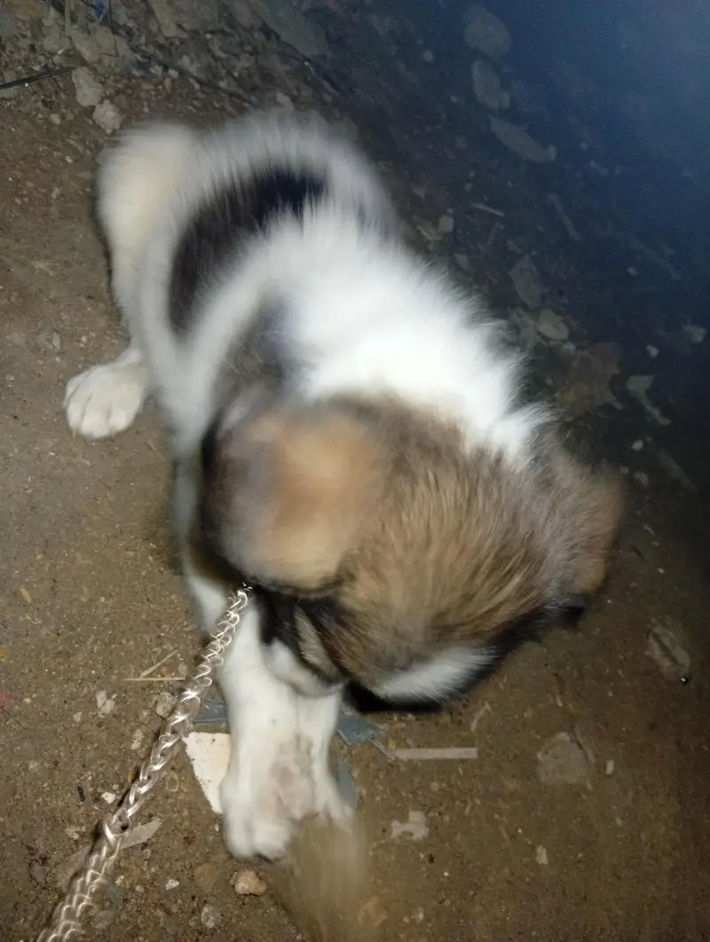 Turkish kngal — photo 2