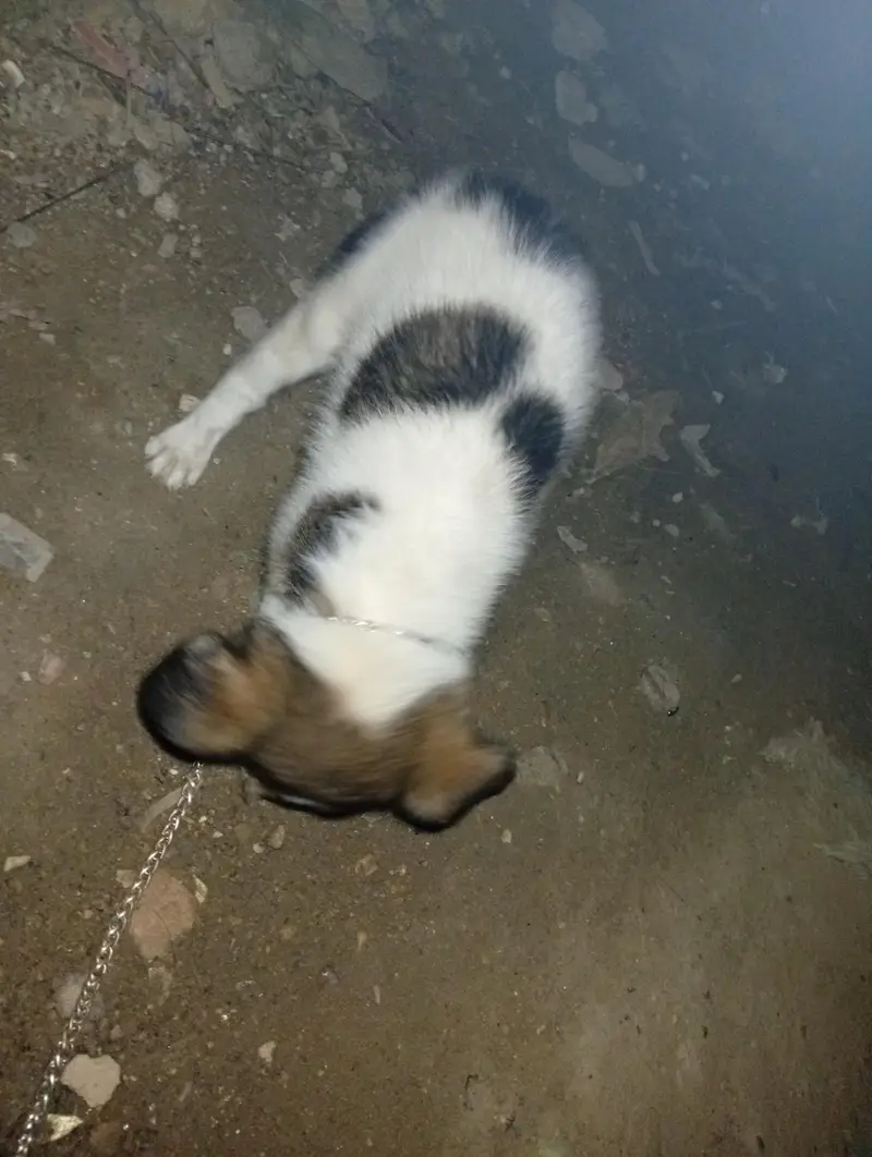 Turkish kngal — photo 3