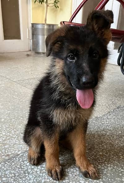 German Shephard Puppy 3 month vaccinated