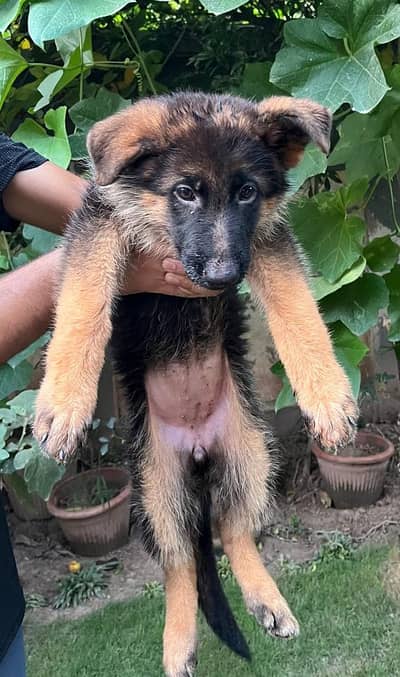German Shephard Puppy 3 month vaccinated