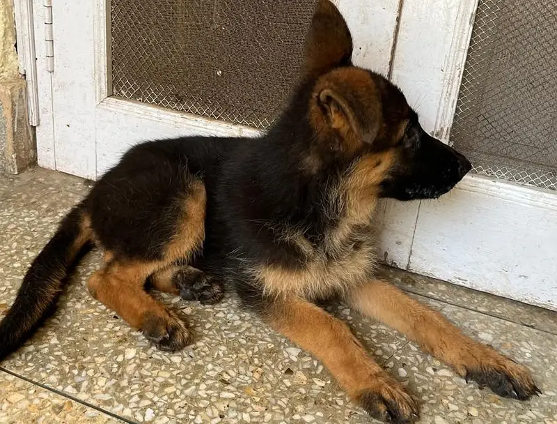 German Shephard Puppy 3 month vaccinated — photo 3