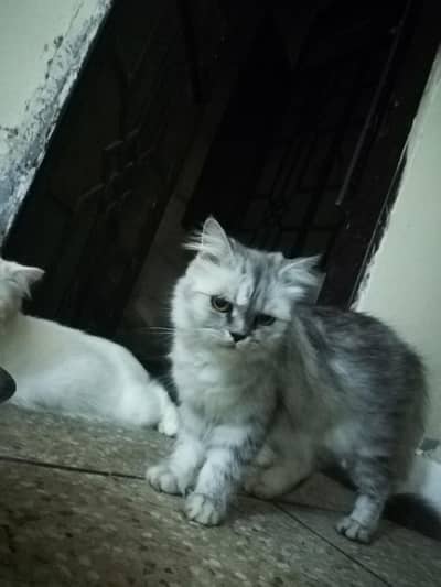 Persian Female  Cat