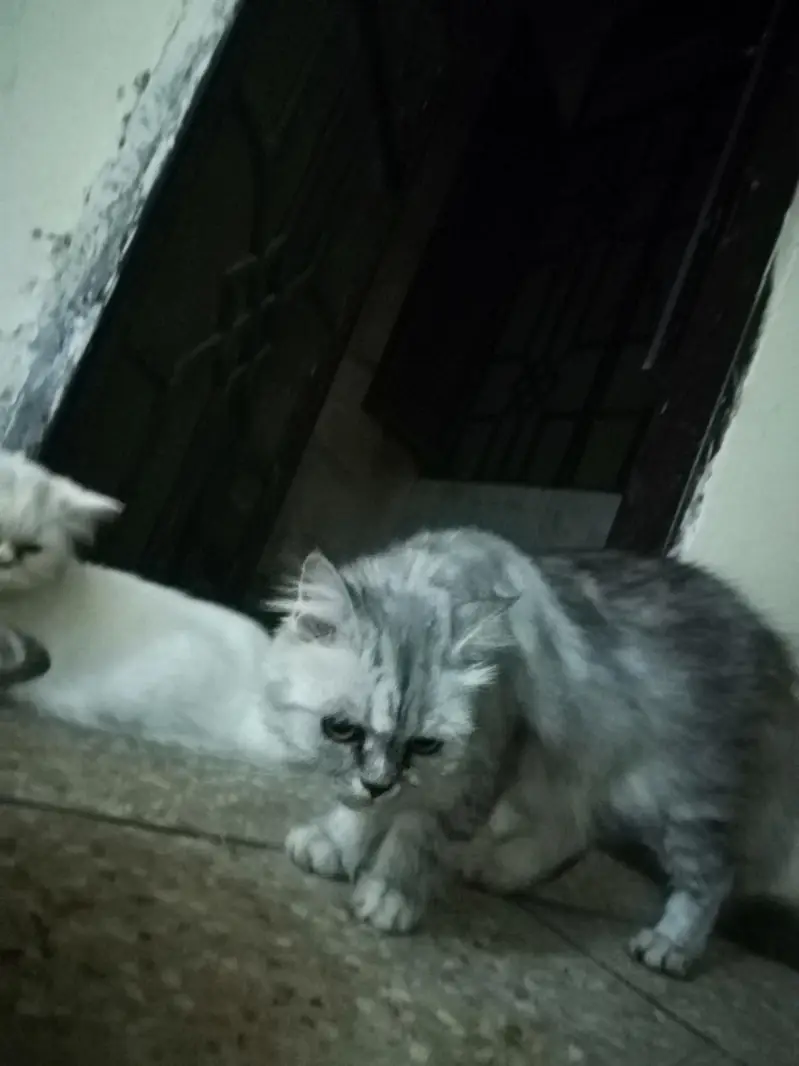 Persian Female  Cat — photo 2