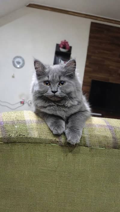 3 months old triple coat Persian female kitten for sale
