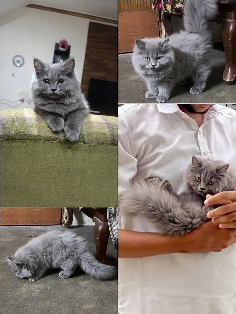 3 months old triple coat Persian female kitten for sale — photo 2