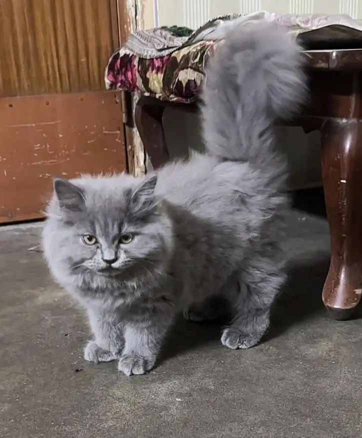 3 months old triple coat Persian female kitten for sale — photo 3