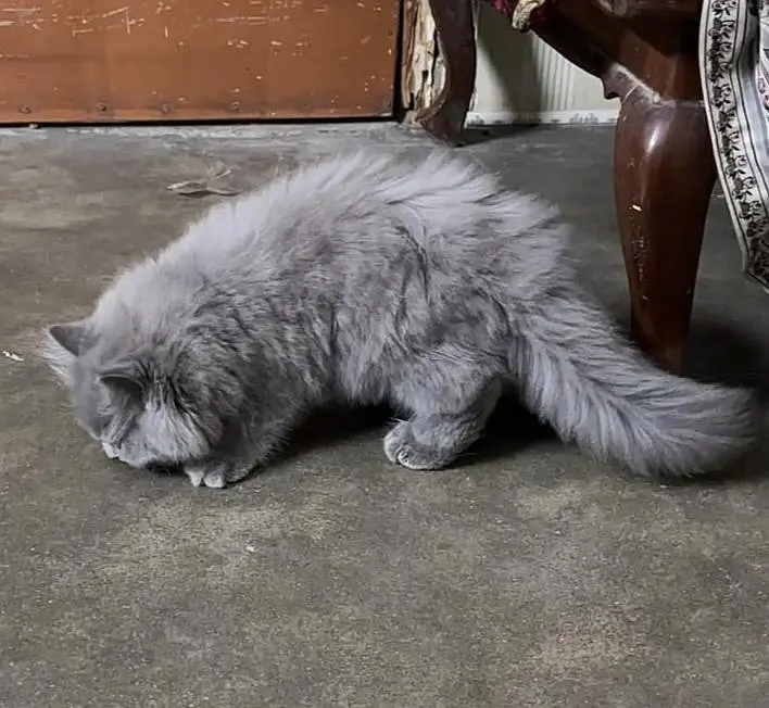 3 months old triple coat Persian female kitten for sale — photo 4