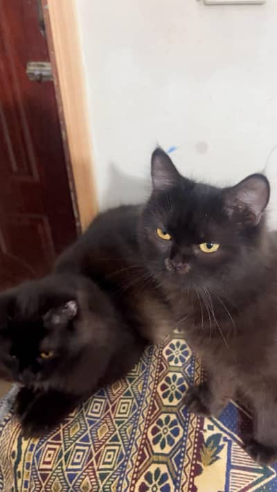 Persian cats pair