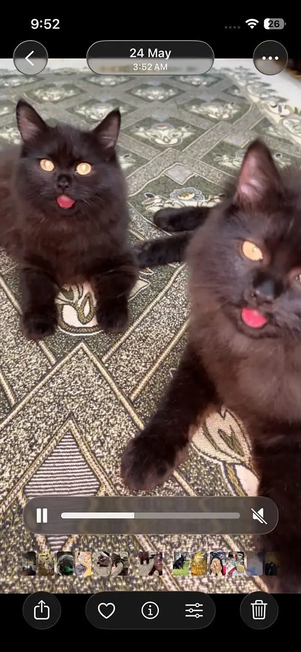 Persian cats pair — photo 3