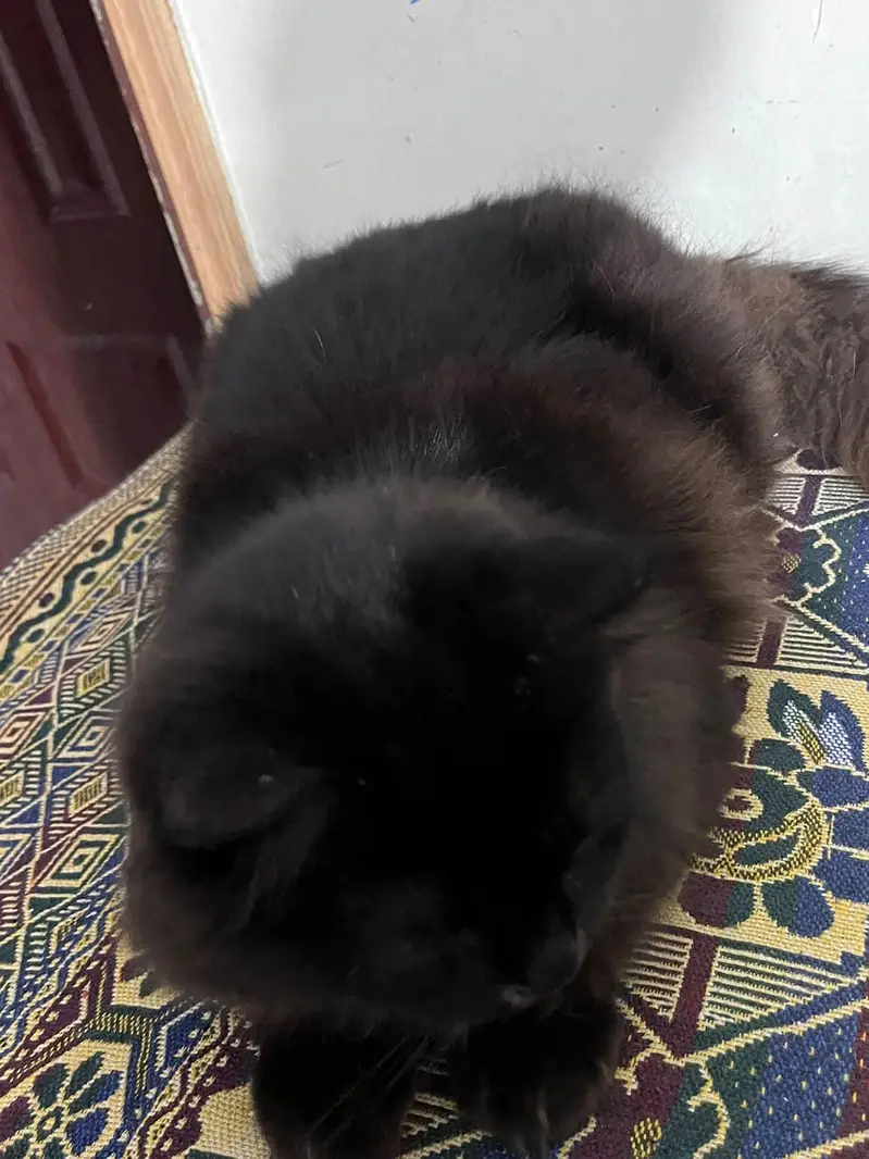 Persian cats pair — photo 5