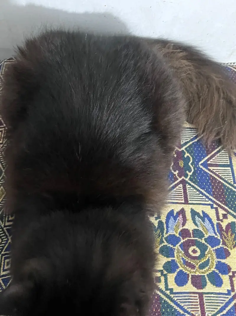 Persian cats pair — photo 6