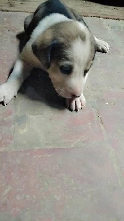 anydody