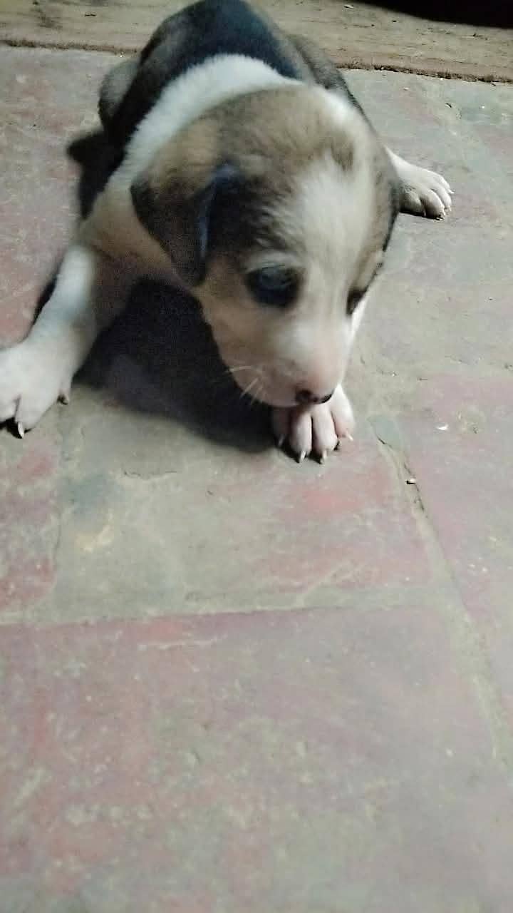 anydody 0