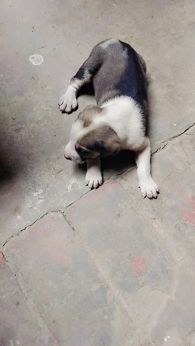 anydody 1