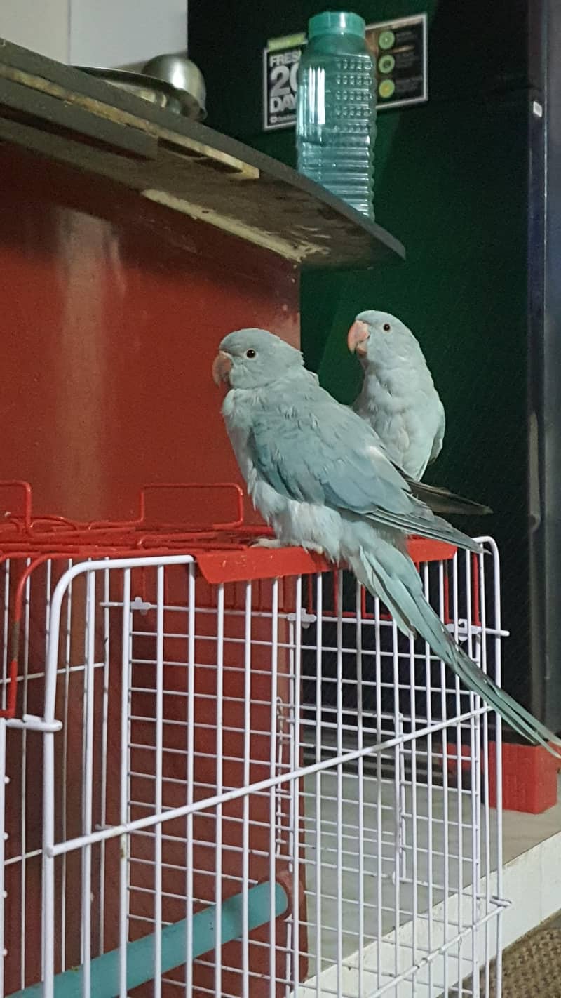 Blue Ringneck 1