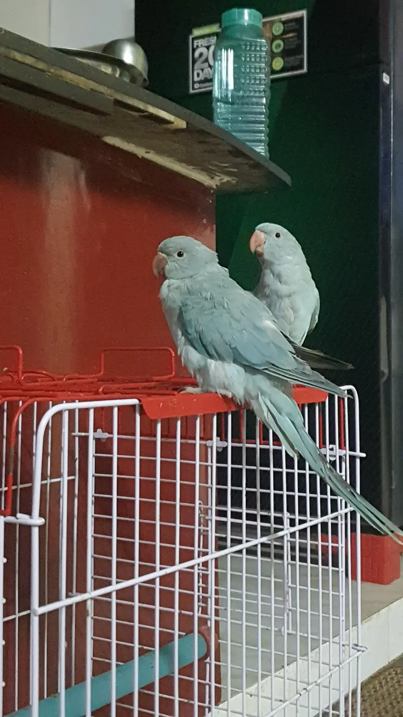 Blue Ringneck — photo 2