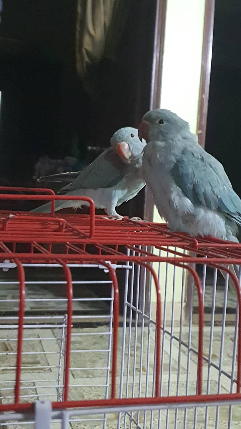 Blue Ringneck 2