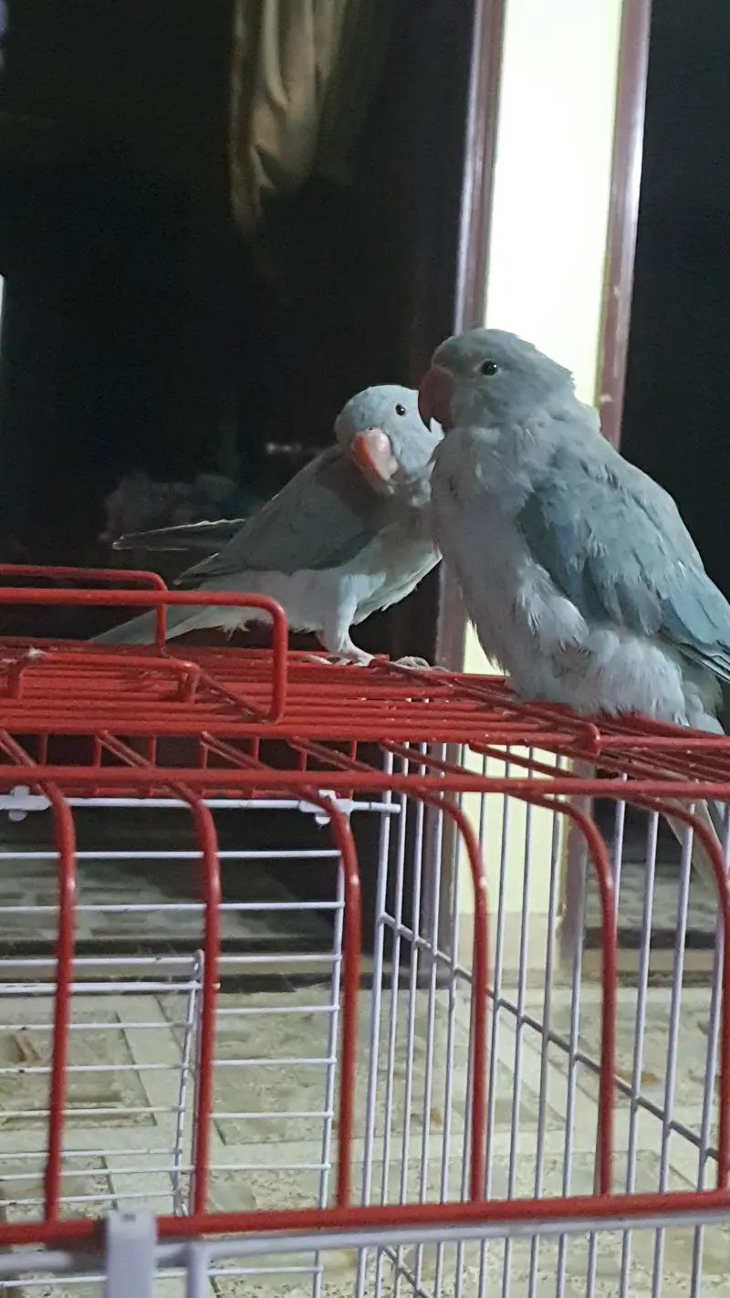 Blue Ringneck — photo 3