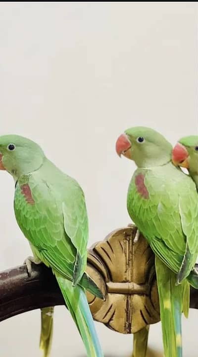 Kashmir Raw Paroot 8month age for sale