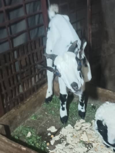 Barbari male goat