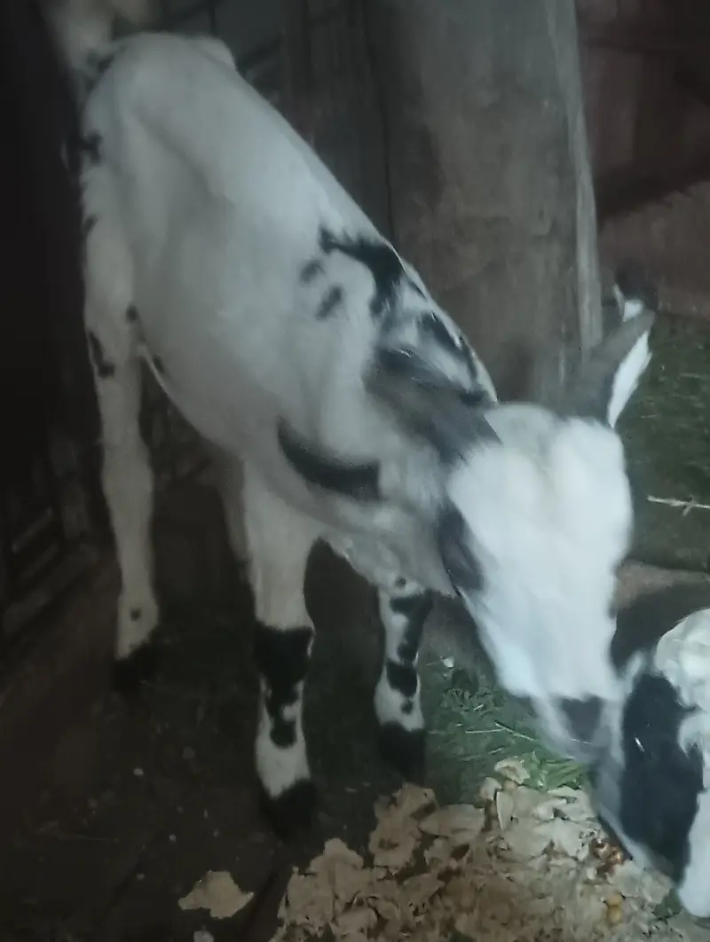 Barbari male goat — photo 2