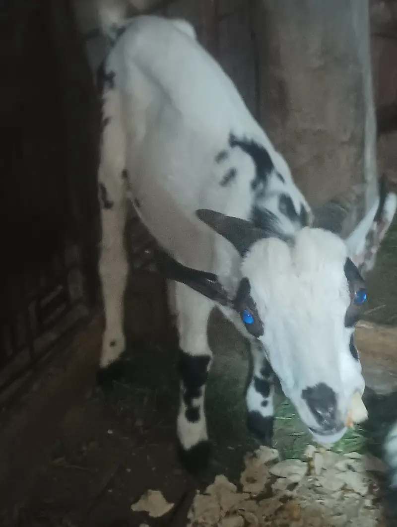 Barbari male goat — photo 3