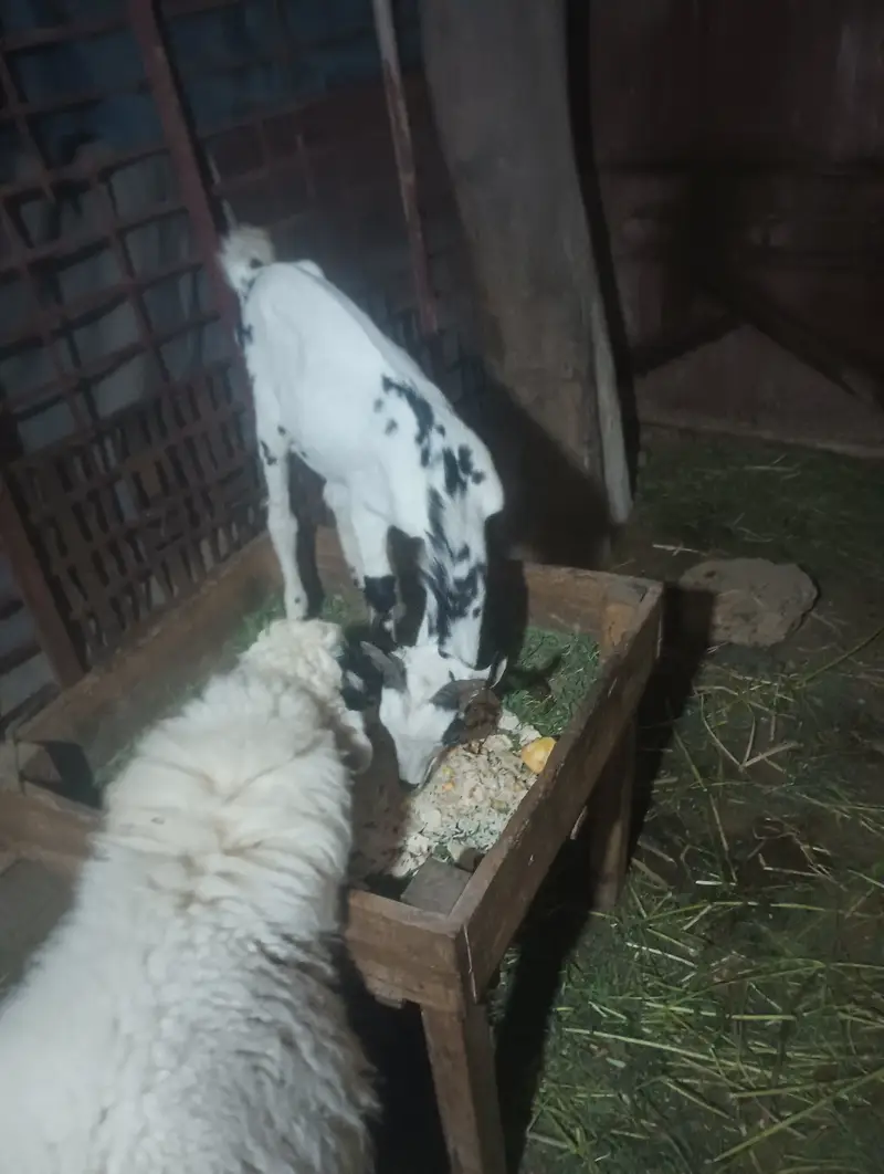 Barbari male goat — photo 4