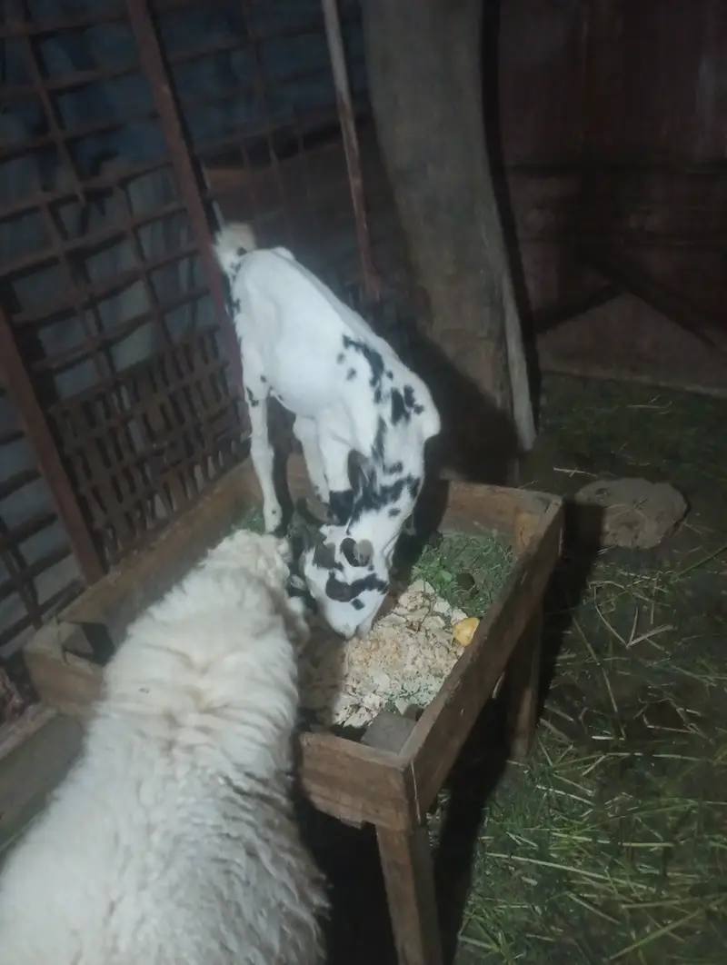 Barbari male goat — photo 5