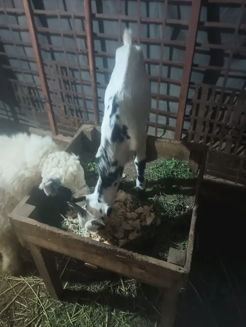 Barbari male goat — photo 6