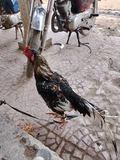 Aseel lasani home breed full healthy and active