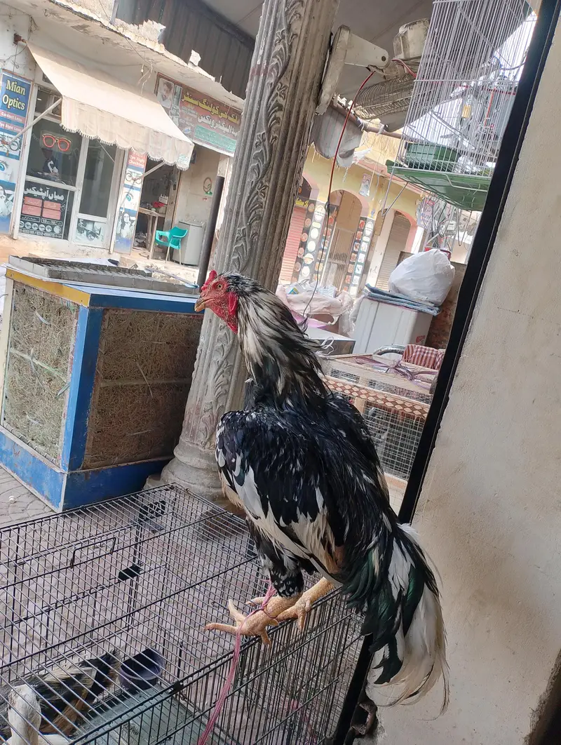 Aseel lasani home breed full healthy and active — photo 2