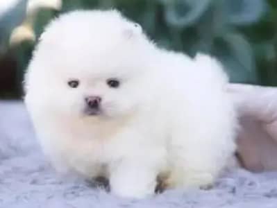 Pomeranian puppies for sale 2 month age Whatsapp no 03071462214