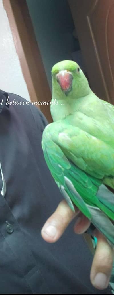 female hand tame talking parrot 