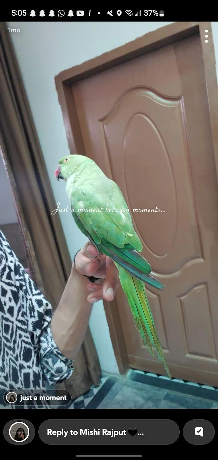 female hand tame talking parrot  — photo 2