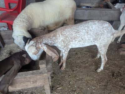 makki chini bakri