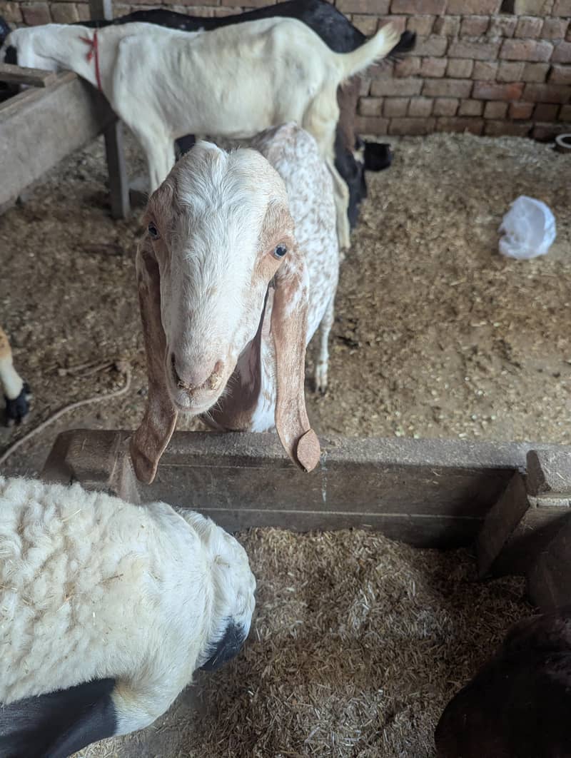 makki chini bakri 1