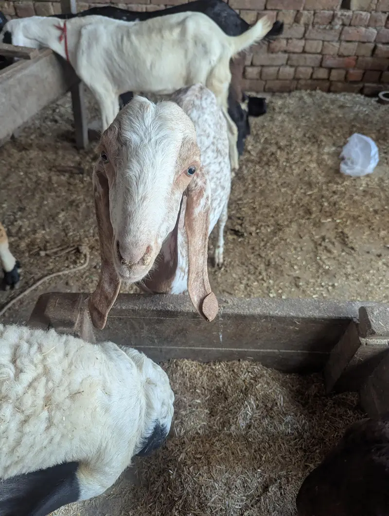 makki chini bakri — photo 2