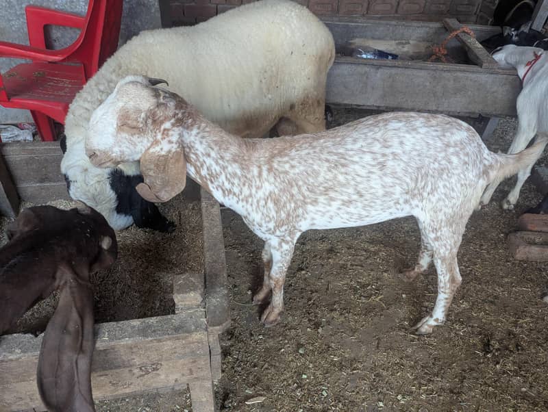 makki chini bakri 2