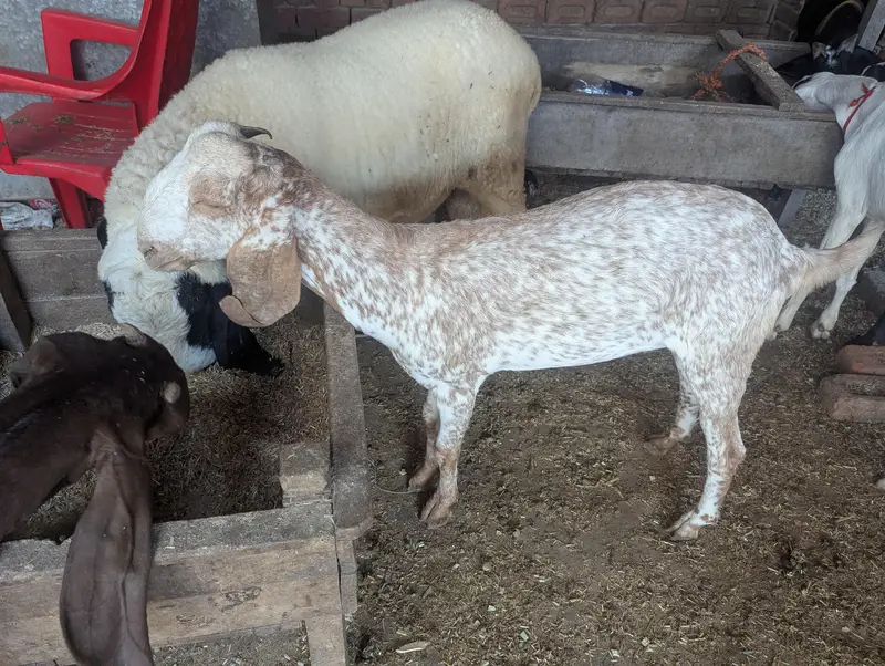 makki chini bakri — photo 3