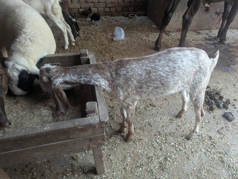 makki chini bakri 3