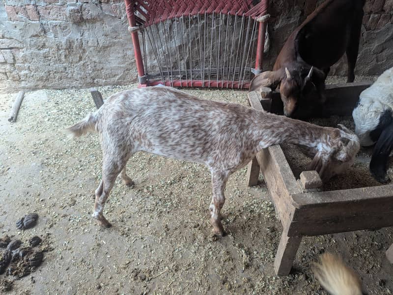 makki chini bakri 4
