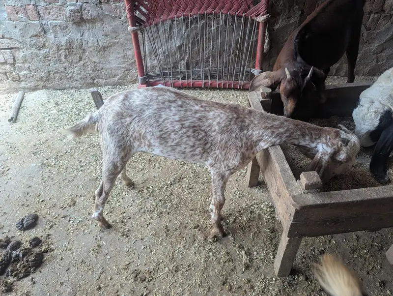 makki chini bakri — photo 5