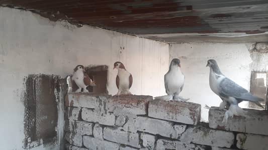 Red Sherazi for sale