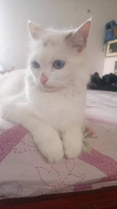 Persian female white cat