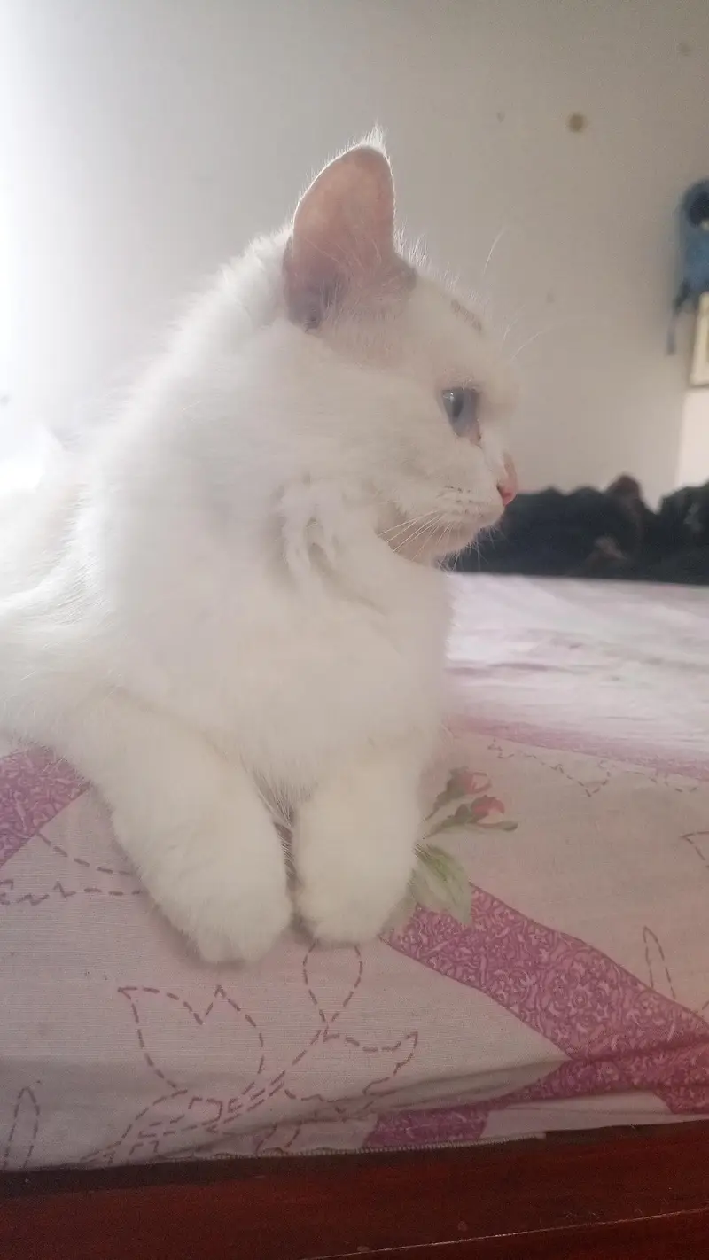 Persian female white cat — photo 2