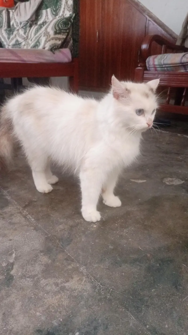 Persian female white cat — photo 3
